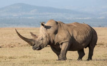 Индийский носорог