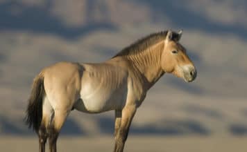 Лошадь Пржевальского