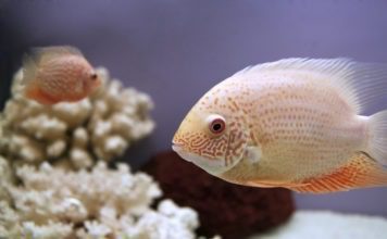 Цихлазома северум