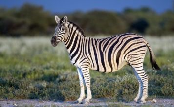 Горная зебра