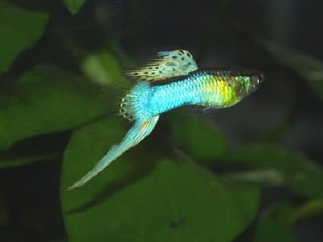 Гуппи Эндлера Японская голубая (Japan Blue - Endler's guppy Neon Blue)