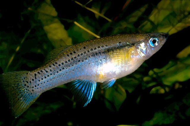 Кубинская гамбузия (Gambusi punctata)