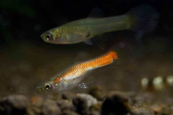 Золотая гамбузия (Gambusia aurata)