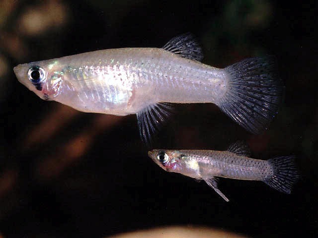 Доминиканская гамбузия (Gambusia dominicensis)