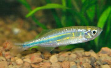 Данио малабарский