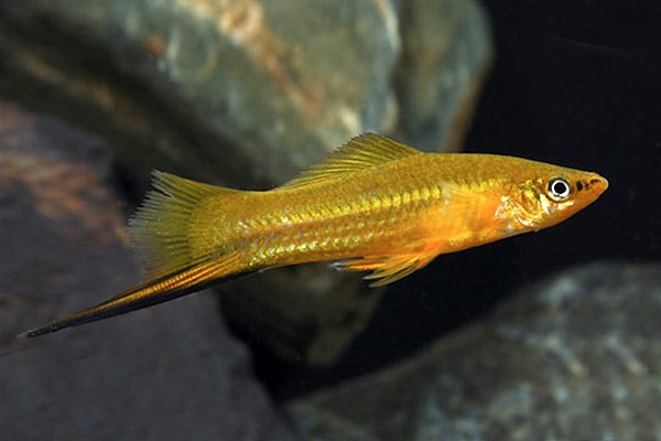 Меченосец лимонный (Xiphophorus hellerii var)