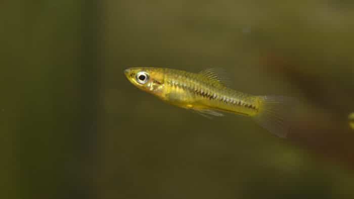 Меченосец пигмей или карликовый (Xiphophorus pygmaeus)