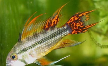 Апистограмма какаду