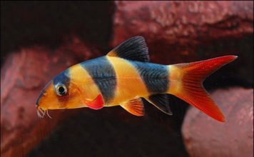 Боция клоун