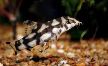 Боция мраморная