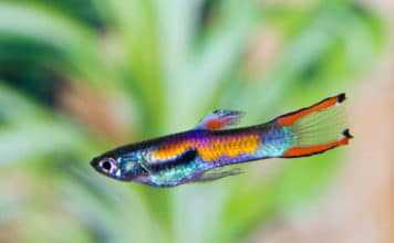 Гуппи Эндлера