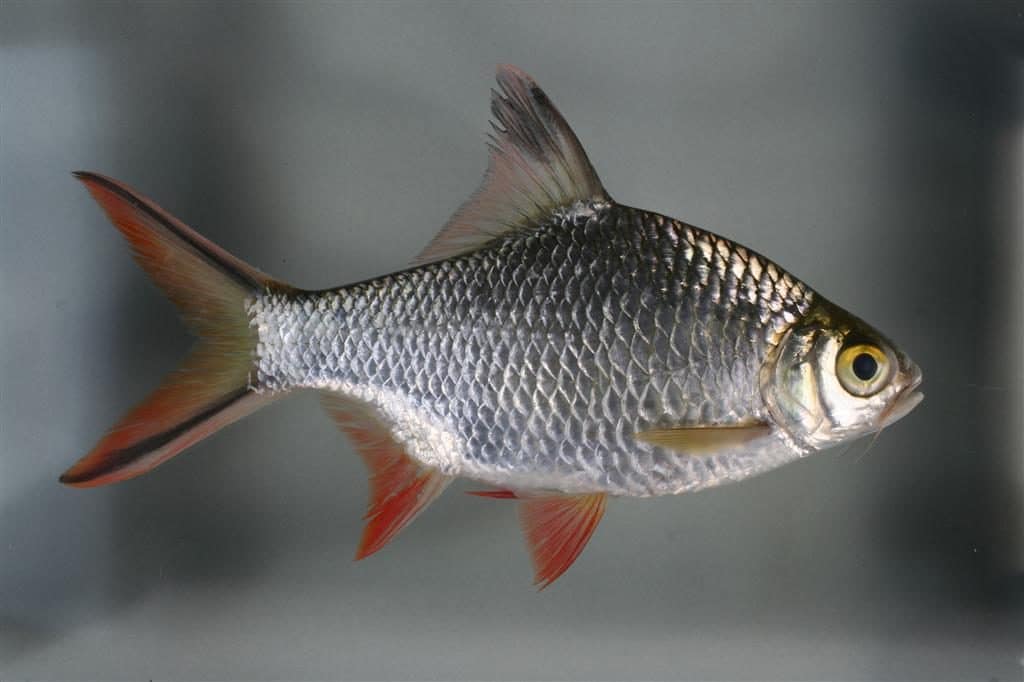 Лещевидный барбус