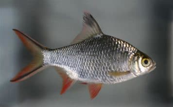 Лещевидный барбус