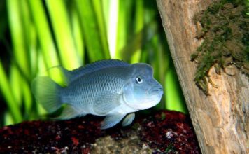 Цихлида львиноголовая