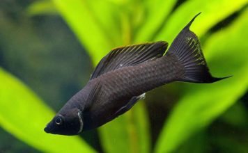 Моллинезия