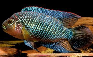 Цихлазома восьмиполосая