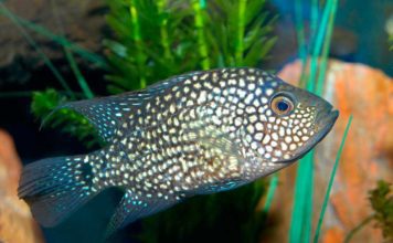 Цихлазома бриллиантовая