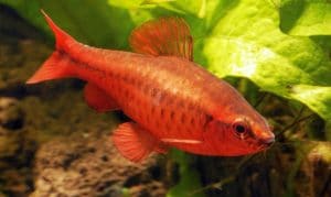 Вишневый барбус