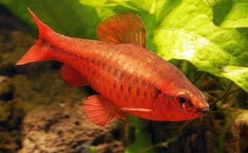 Вишневый барбус