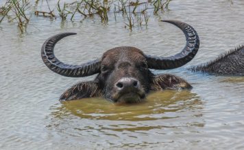 Буйвол индийский