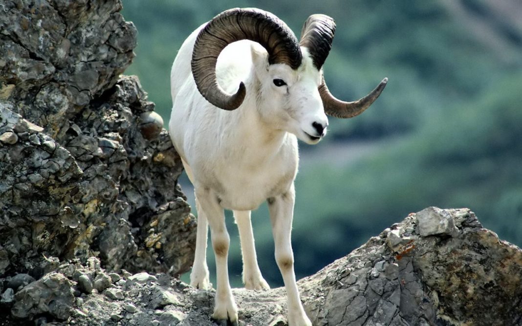 Баран алтайский