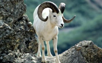 Баран алтайский