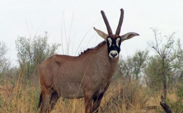 Антилопа лошадиная
