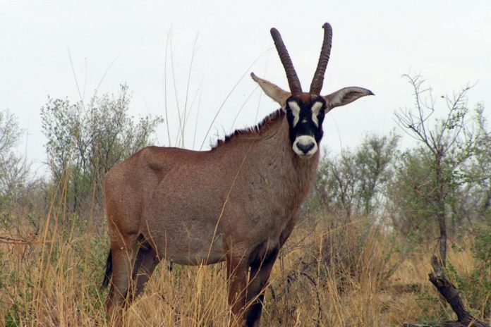 Антилопа лошадиная