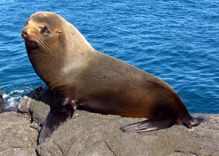 Галапагосский морской котик (Arctocephalus galapagoensis)