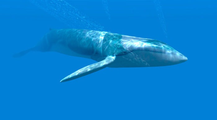 Южный (Balaenoptera musculus intermedia)