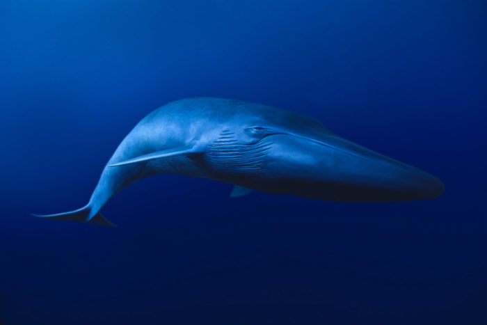 Северный (Balaenoptera musculus musculus)