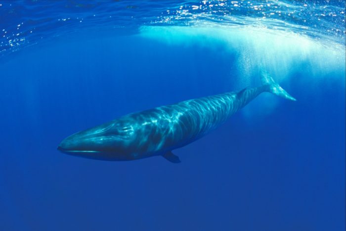 Подвид финвала Balaenoptera physalus quoyi