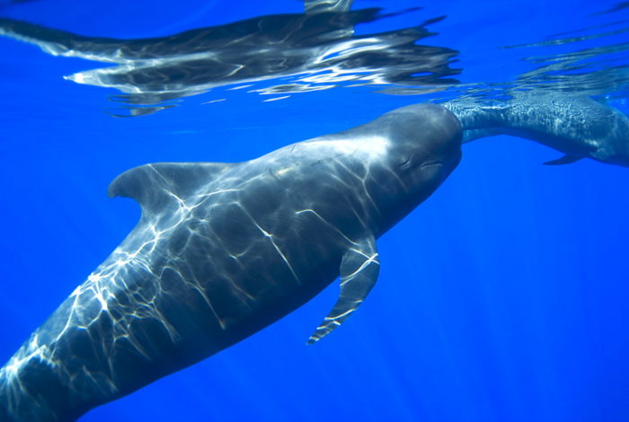 Гринда тропическая (Globicephala macrorhynchus)