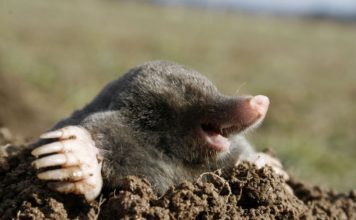 Крот европейский