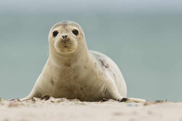 Тюлень Унгавы (Phoca vitulina mellonae)