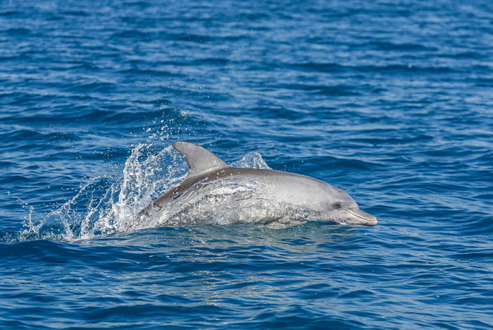 Индийская афалина (Tursiops aduncus)