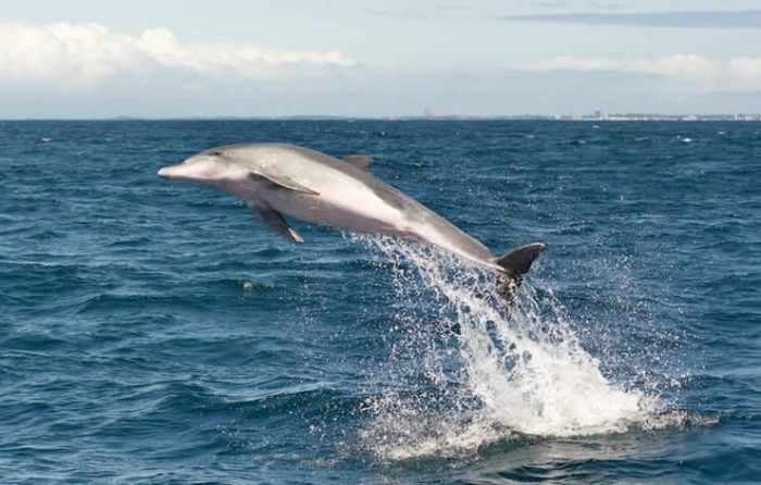 Австралийская афалина (Tursiops australis)