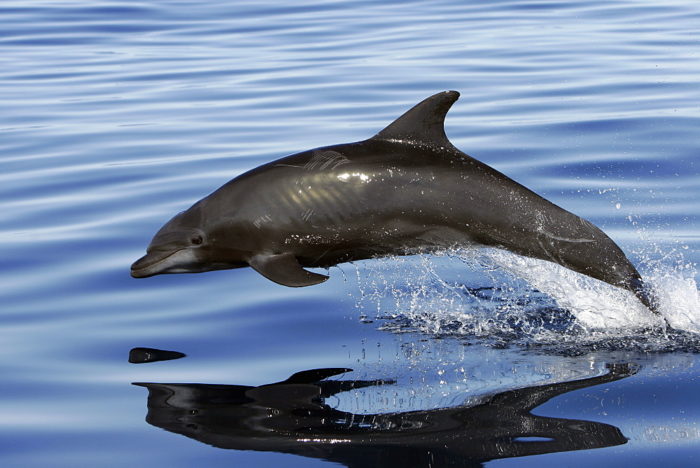 Дальневосточная афалина (Tursiops truncatus gilli)