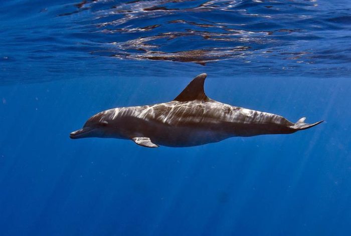 Черноморская афалина (Tursiops truncatus ponticus)