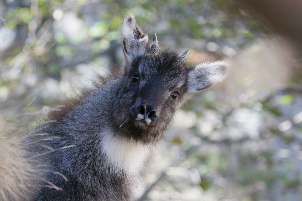 Горал амурский