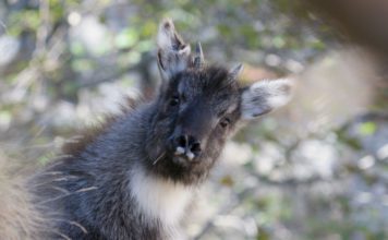 Горал амурский