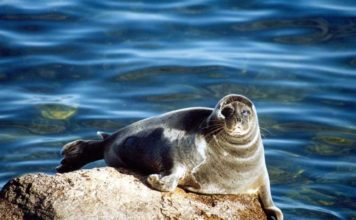 Байкальская нерпа