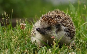 Еж обыкновенный