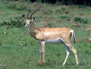 Газель Гранта