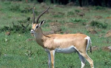 Газель Гранта