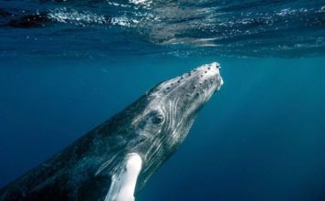 Горбатый кит