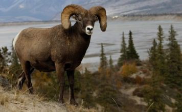 Баран горный