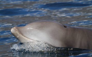 Кит клюворыл