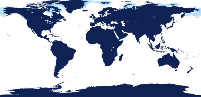 Распространение моржа