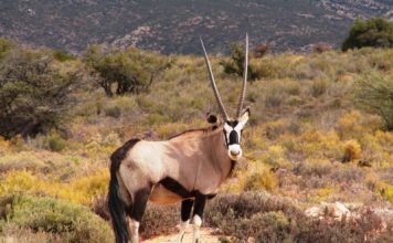 Саблерогая антилопа